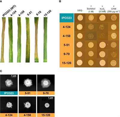 Fungal plant pathogen “mutagenomics” reveals tagged and untagged mutations in Zymoseptoria tritici and identifies SSK2 as key morphogenesis and stress-responsive virulence factor